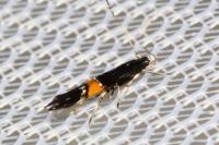 Cosmopterix pulchrimella