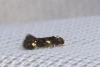 Elachista gleichenella