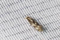 Elachista utonella