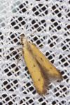 Mesophleps trinotella