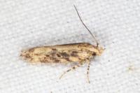 Scrobipalpa ocellatella