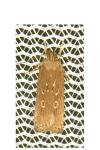 Helcystogramma triannulella