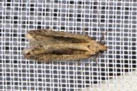 Mirificarma mulinella