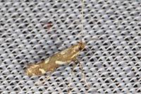 Calybites phasianipennella