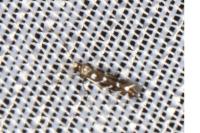 Parectopa ononidis