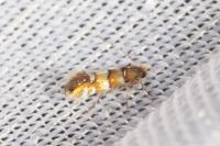 Phyllonorycter klemannella