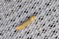Phyllonorycter messaniella