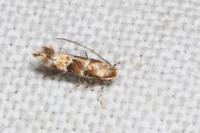 Phyllonorycter trifasciella
