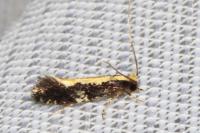 Monopis obviella
