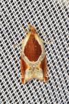 Ancylis unculana