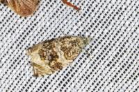 Celypha lacunana