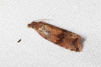 Celypha striana