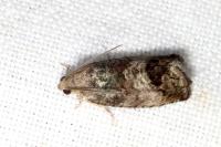 Cydia splendana