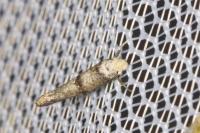 Paraswammerdamia nebulella