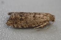 Epinotia nanana