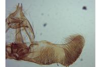 Epinotia nanana