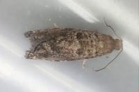 Epinotia nanana