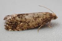 Epinotia nanana
