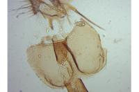 Epinotia nanana