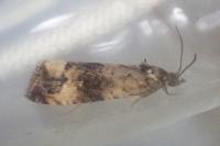 Endothenia marginana