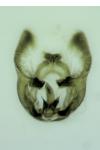 Endothenia marginana