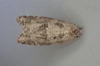 Cnephasia stephensiana