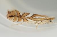 Phyllonorycter blancardella