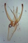 Phyllonorycter blancardella