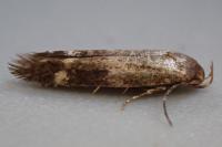 Mompha subbistrigella