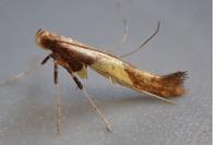 Caloptilia hauderi