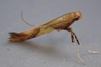Caloptilia hauderi