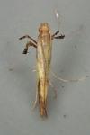 Caloptilia hauderi