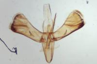 Caloptilia hauderi