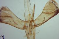 Caloptilia hauderi