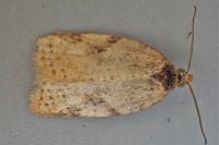 Acleris ferrugana
