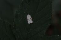Acleris logiana