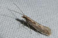 Plutella xylostella