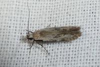 Carpatolechia decorella