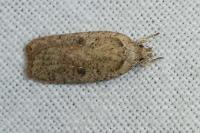 Agonopterix scopariella