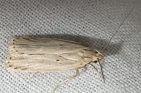 Agonopterix