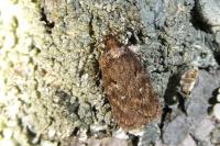 Depressaria albipunctella