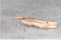 Ypsolopha ustella