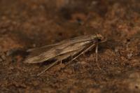 Borkhausenia nefrax