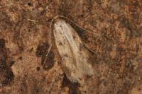 Borkhausenia nefrax