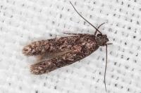 Carpatolechia decorella