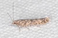 Tuta absoluta