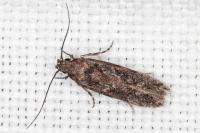 Carpatolechia decorella