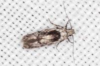 Carpatolechia decorella
