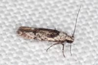 Carpatolechia decorella