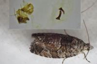 Eudemis profundana